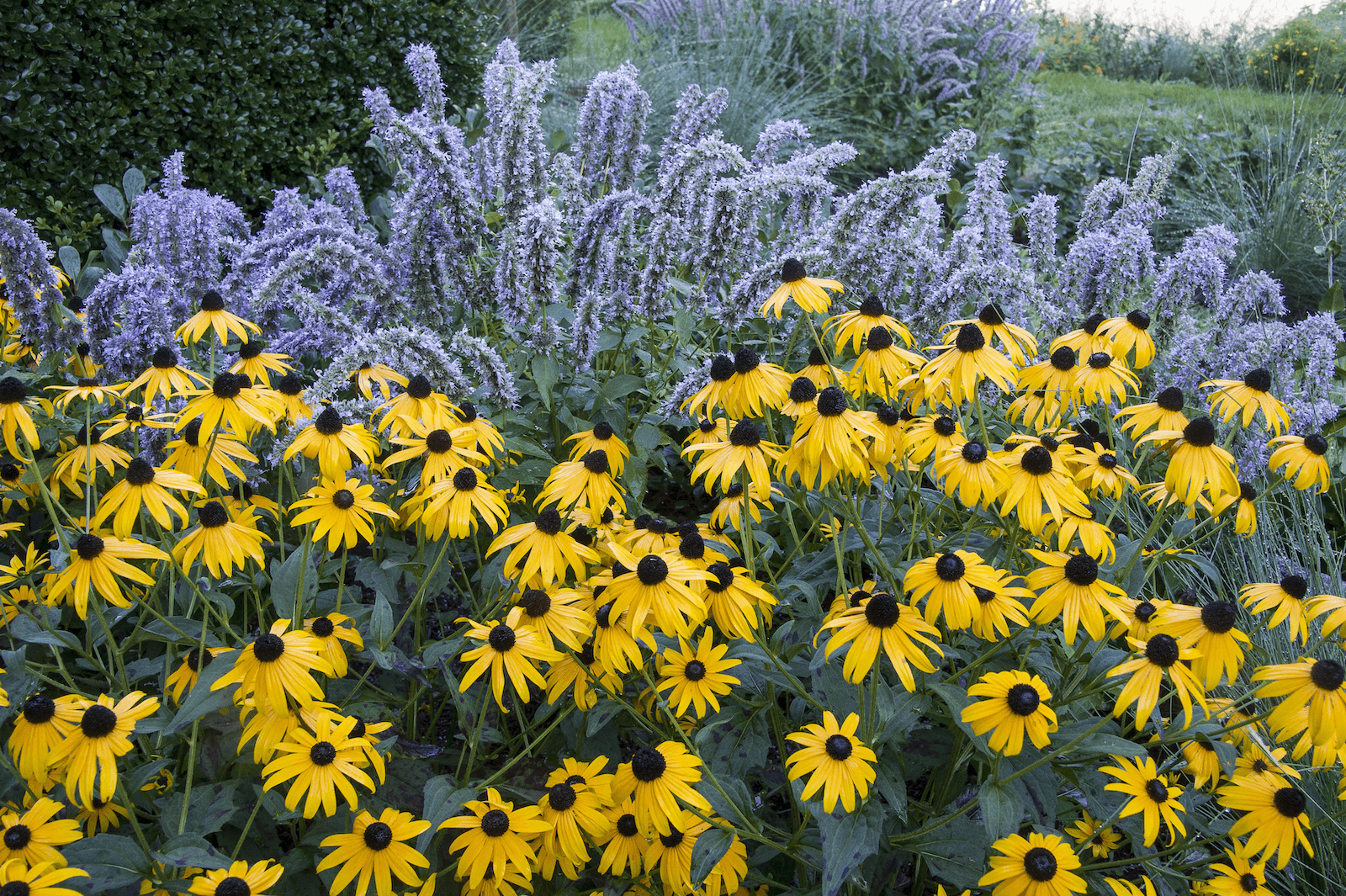 Plant These Late Bloomers 