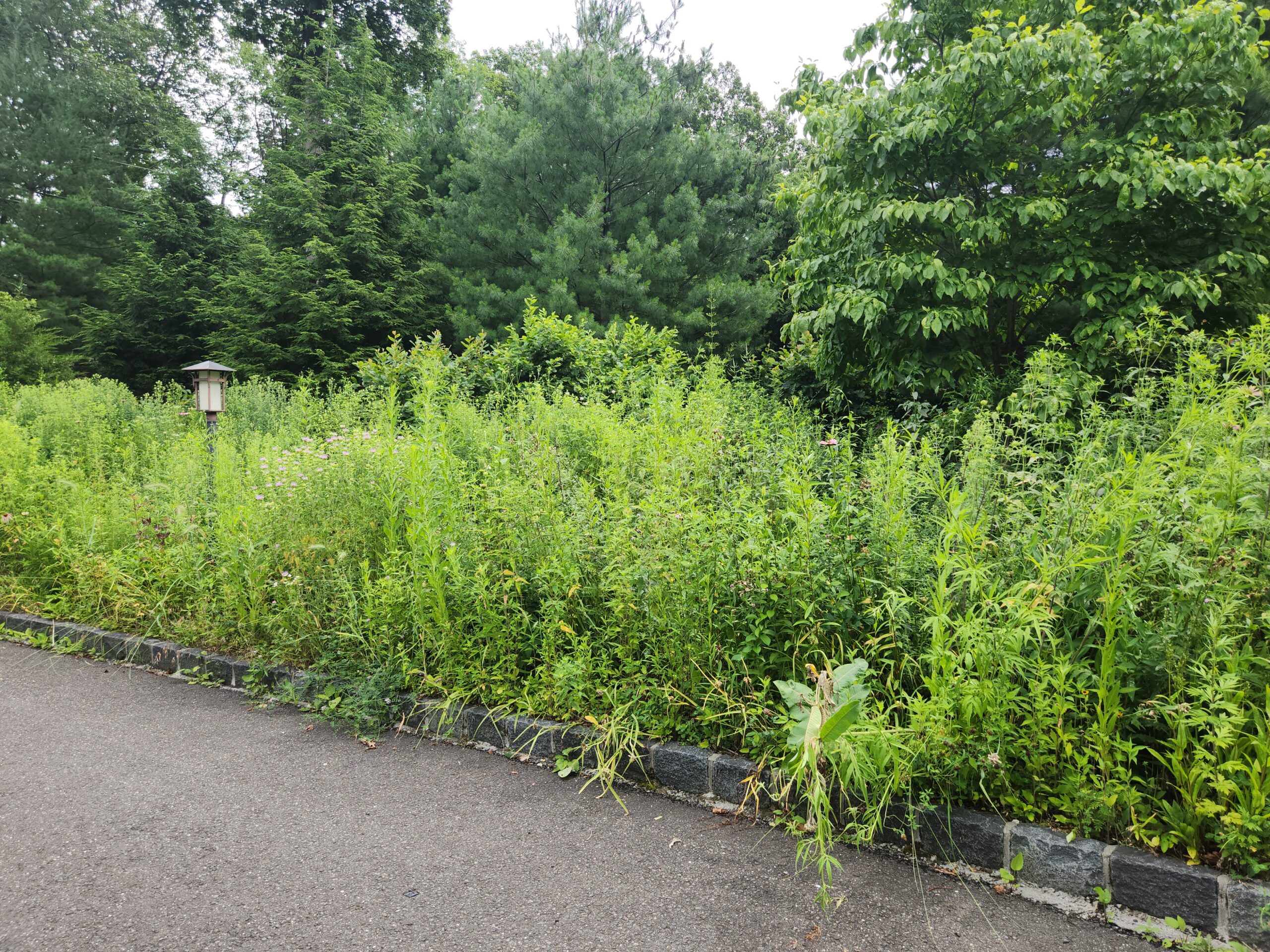 BEFORE PHOTO: driveway meadow lacked structural plants and interest throughout the seasons.