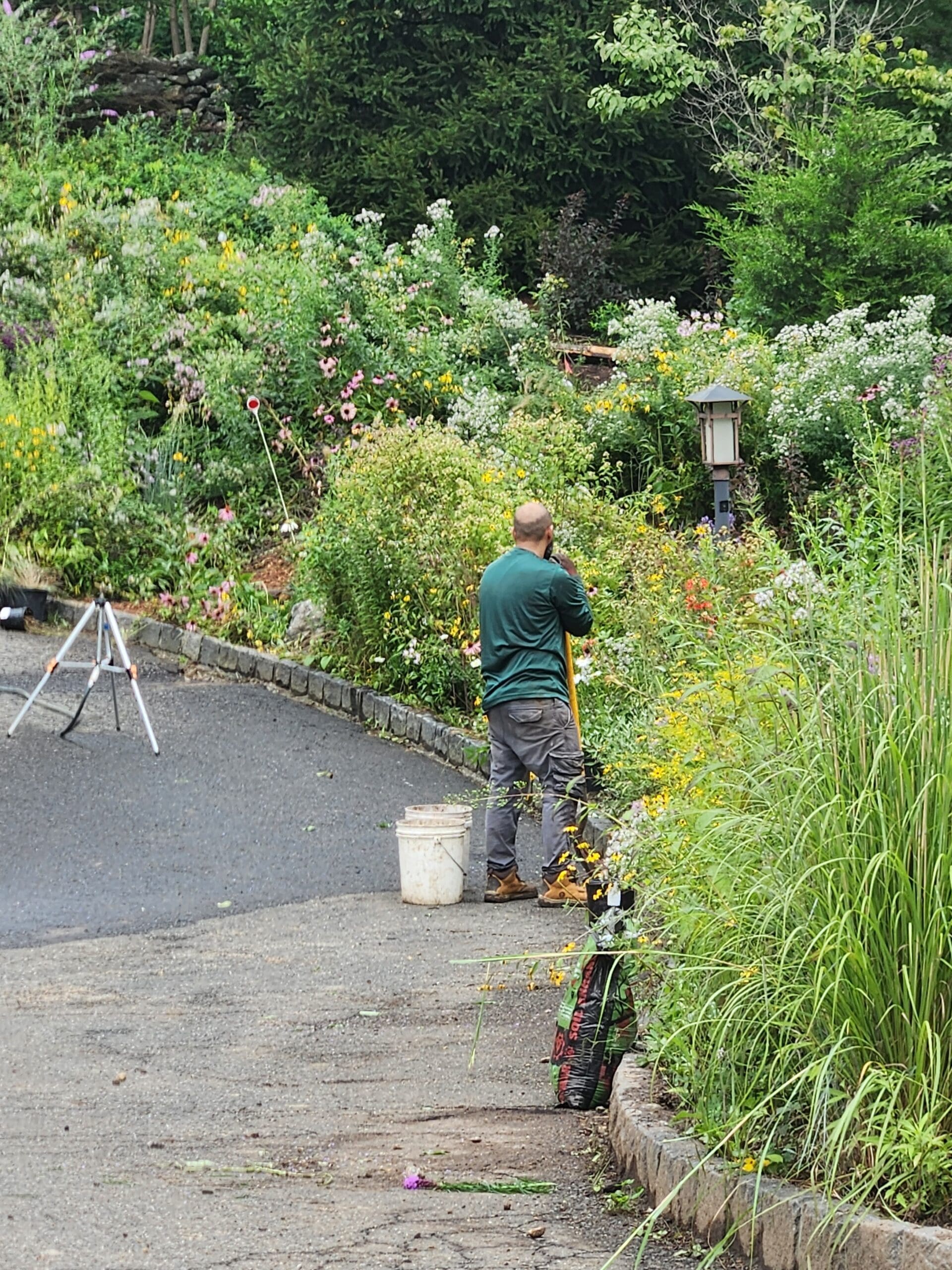 PROCESS PHOTO: GJLD crew works on selectively editing the meadow and adding structural plants.