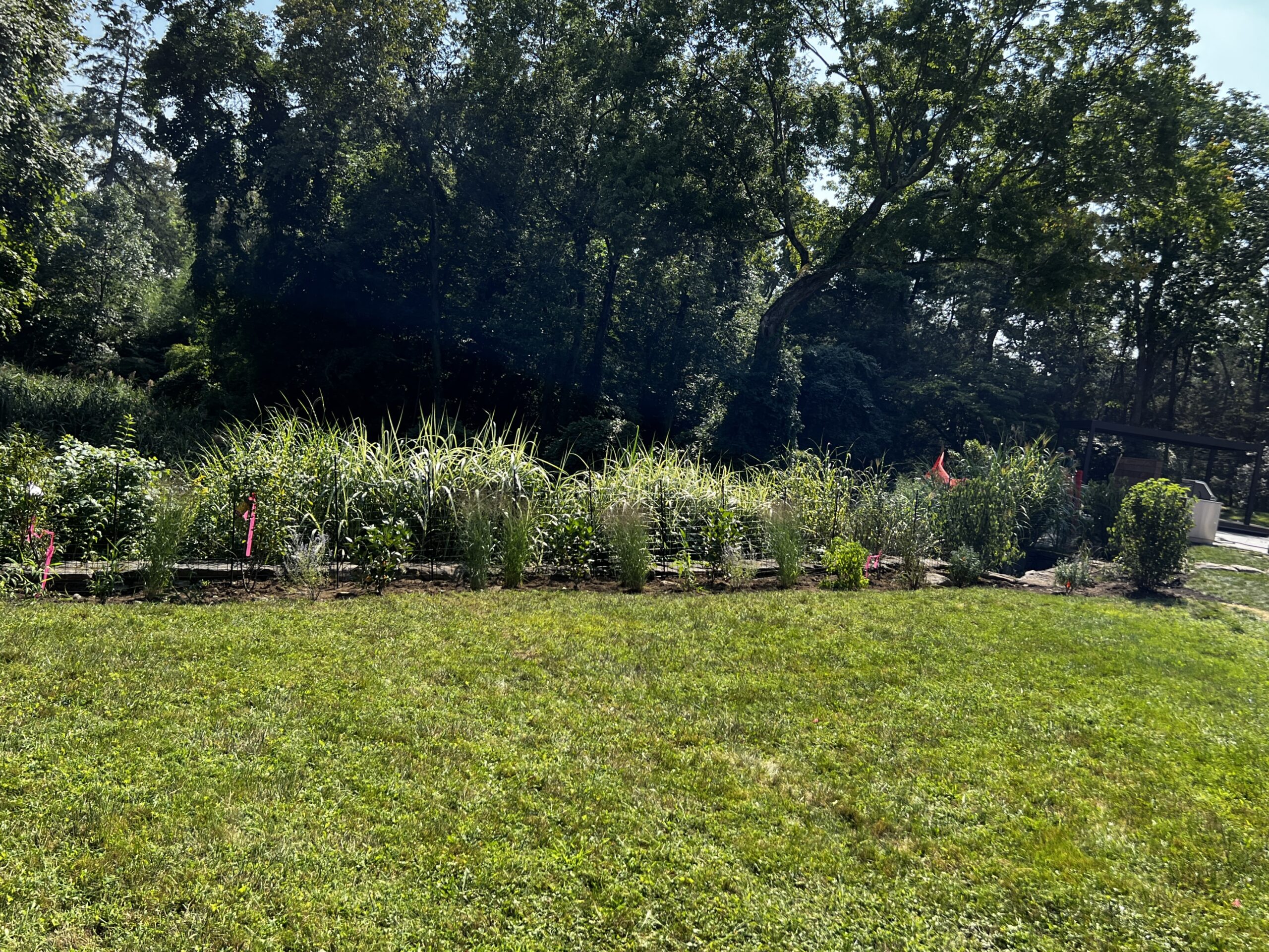 "Living Fence" vegetative border marks the edge of the retaining wall and start of the wetland.