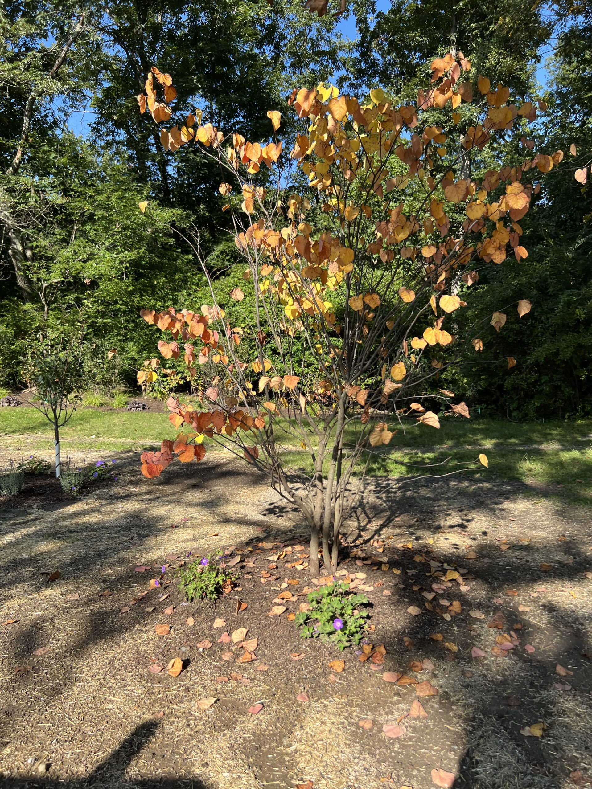 Native Red Bud tree shows off its fall color! Native geranium underplanting is still blooming in October!