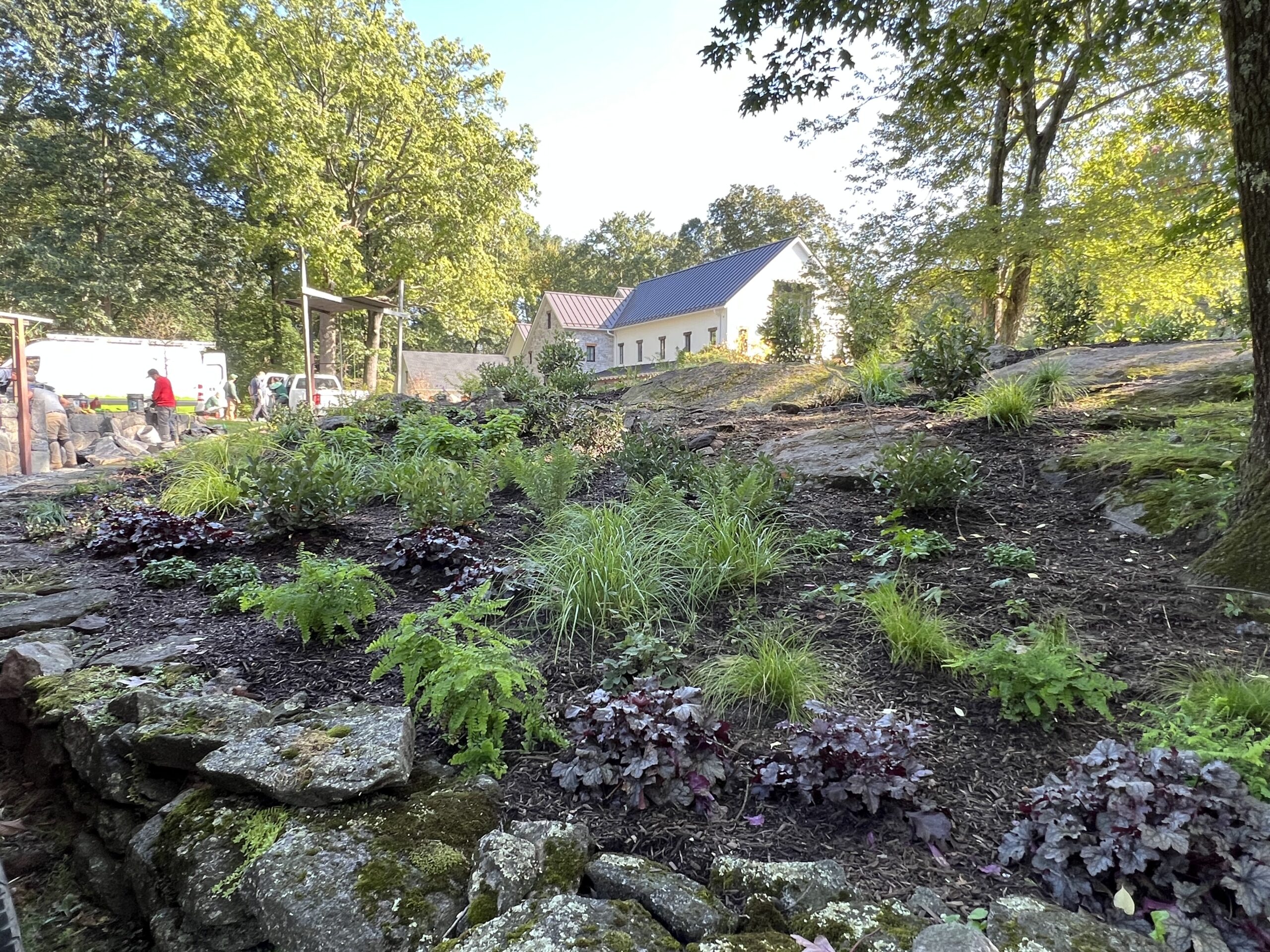 Front border planting featuring woodland perennials and ferns that accentuate the rock outcrop.