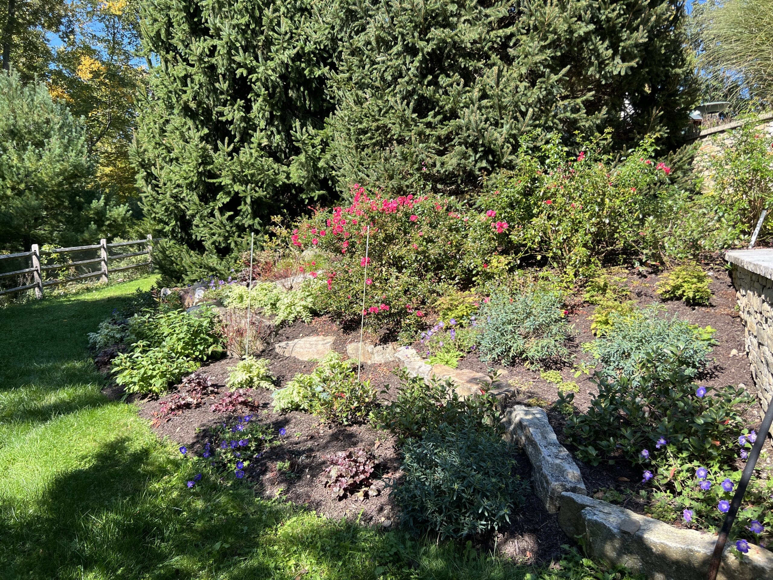 Newly installed understory planting featuring native shrubs, perennials, sedges and ground cover.