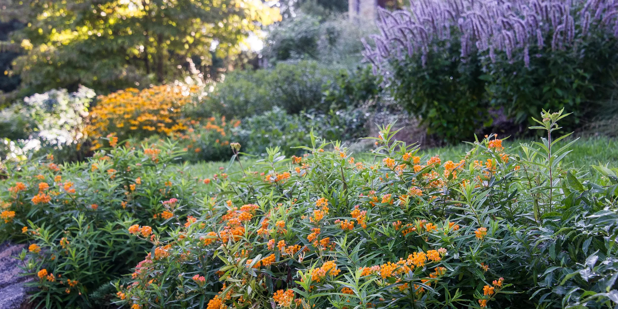 Masses of native butterfly weed are a host plant for Monarch butterflies. Masses of native butterfly weed are a host plant for Monarch butterflies.