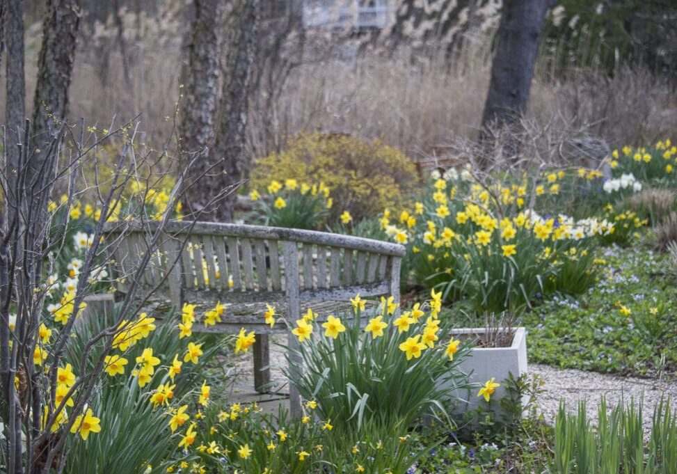 Daffodils frame a garden bench in Rye, NY.